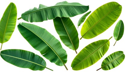 A cluster of vivid green banana leaves, varying in size and orientation, against a pristine white background