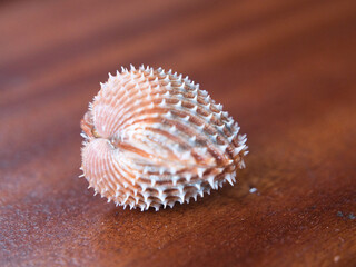 seashell on a black background