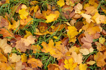 Dry maple leaves scattered on green grass in autumn. Close-up top view of fallen foliage.
