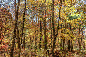 autumn day in the woods of the quabbin
