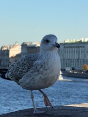 Bird in Saint Petersburg