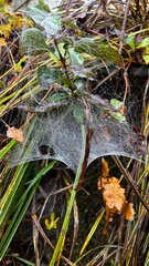 spider web with dew drops