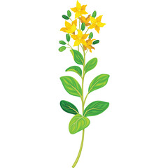 Single Stems Of St Johns Wort Flower With Yellow Blossoms And Green Leaves On A White Transparent Background