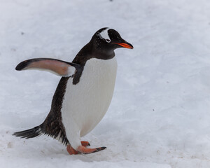 Gentoo penguin walking on the ice