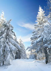 winter landscape with snow covered trees and sunshine