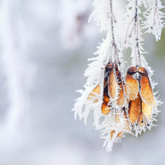 hoarfrost at the branch of a tree in winter