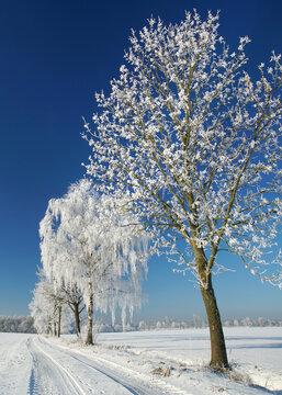 Fototapeta hoarfrost in winter, winter landscape