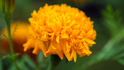 Macro of fresh orange marigold flowers in full bloom in morning