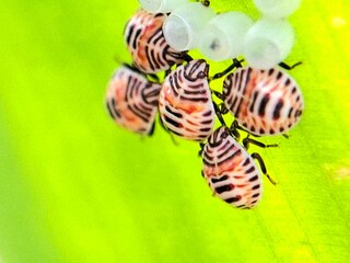 Close-up of five colorful nymph ladybugs with distinctive orange and black stripes clustered near freshly laid white eggs on a vibrant green leaf. Macro photography capturing the insect life cycle.