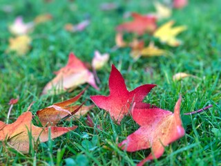 Feuilles rougies par l’automne sur de l’herbe verte 