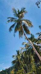 Obraz premium palm trees and blue sky