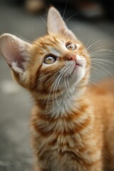 Cat Head Tilt. Curious Kitten Displaying Cute Listening Behavior