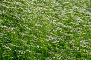 Countless tiny coriander flower, delicate white and pale pink blooms