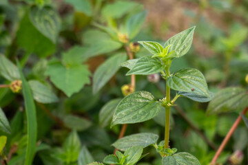 Leaves and stalk of a small, herbaceous plant, weed or an herb