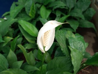 The beauty of Spathiphyllum or Peace Daffodils (peace Lily)