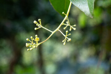 Flower of the cinnamon tree, whether Ceylon Cinnamon, Masala