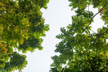The leaves forming a natural border bright white sky in the center