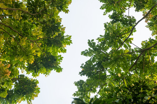 The leaves forming a natural border bright white sky in the center