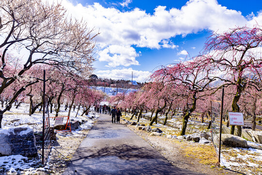 Inabe City Agricultural Park: Plum Orchard in Full Bloom