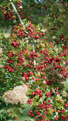 Sunlit Hawthorn berries in late summer, Derbyshire, England
