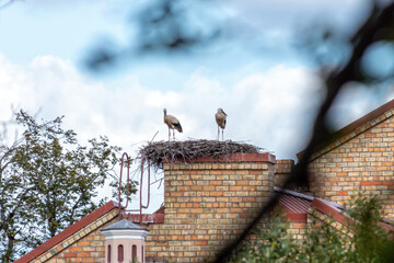 Storks build a nest on a chimney in a quiet town under a blue sky