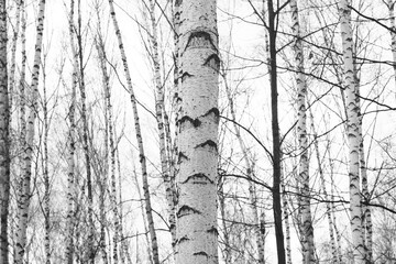 Fototapeta premium black-and-white photo with white birches