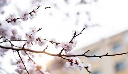 Apricot flowers bloom on the tree