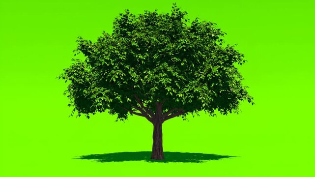 A full, healthy deciduous tree with abundant green leaves and a sturdy trunk, presented on a bright green backdrop with a distinct shadow vector illustration