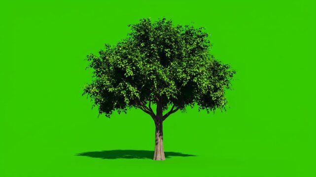 A lush green deciduous tree with a thick trunk and dense foliage, set against a vibrant green background with a subtle shadow vector illustration