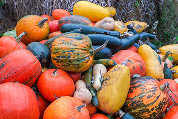 Heap of harvested multicolored pumpkins on a farm outdoors