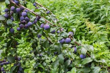Ripe plums on the branch in orchard in overcast day