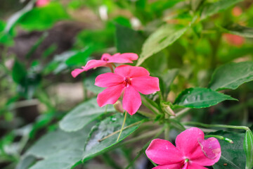 Close-up of beautiful red Impatiens flower surrounded by lush green foliage. The vibrant tropical bloom stands out among the leaves
