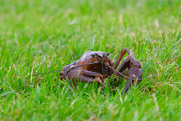 a narrow-clawed crayfish poses for a photographer
