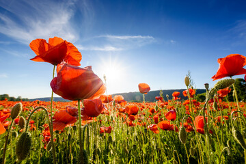 red poppy field at sunset. beautiful countryside landscape with flowers in rays of evening sun. sea...