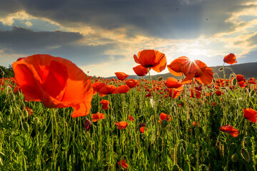 red poppy field at sunset. beautiful countryside landscape with flowers in rays of evening sun. sea...