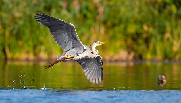 A grey heron takes flight above calm blue water with reflections, and green reeds in the background, wings fully extended