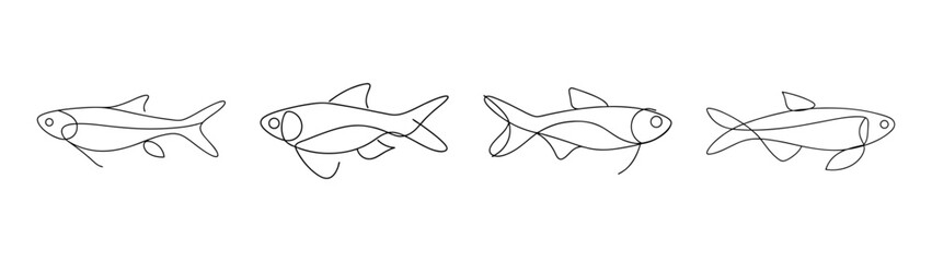 Obraz premium Detailed sketch of three rasbora fish showcasing their delicate forms and fins in an artistic line drawing style
