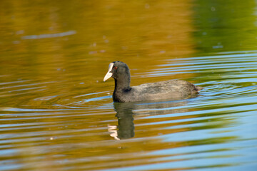 A common coot swimming on a calm pond with reflections of green and golden hues on the water