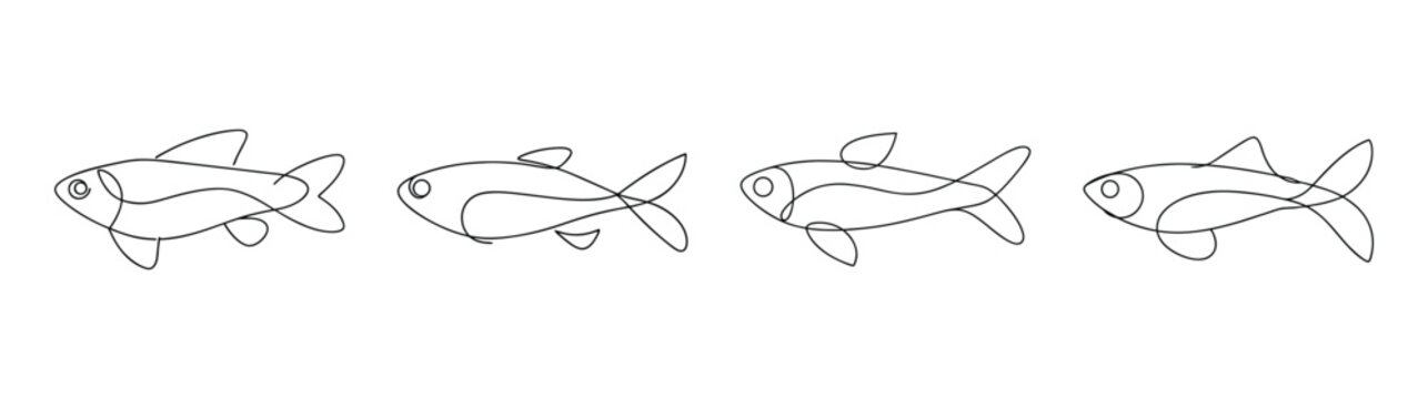 Four detailed line drawings of celestial pearl danio fish underwater aquatic life study