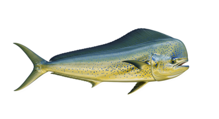 Closeup of a MahiMahi fish isolated on white.