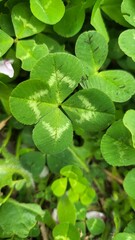 Authentic Four-Leaf Clover in the Grass - Symbol of Luck