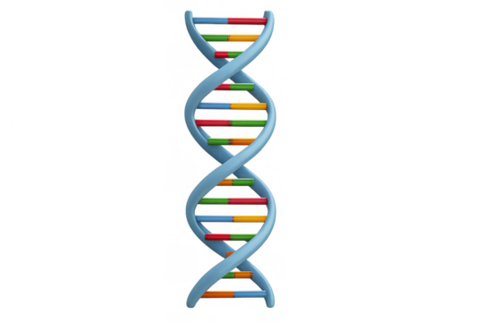 Dna double helix model showing genetic structure and scientific research for biology innovations on transparent background