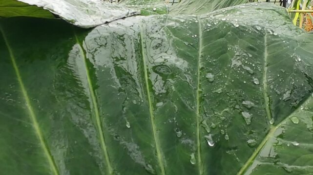 vivid leaf with water droplets after rain, emerald leaves with glistening droplets in soft light