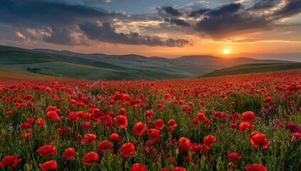 Fototapeta premium Stunning sunset over a vibrant poppy field