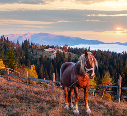 Horse and early morning autumn Carpathian mountain village, Ukraine.