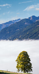 Misty autumn morning mountain and big lonely tree view from hiking path near Dorfgastein, Land Salzburg, Austria.
