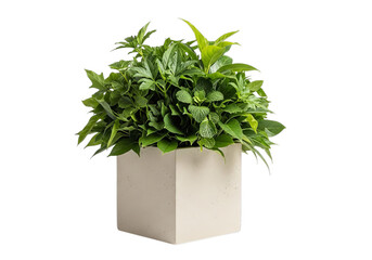 Lush green houseplant in modern white square pot isolated