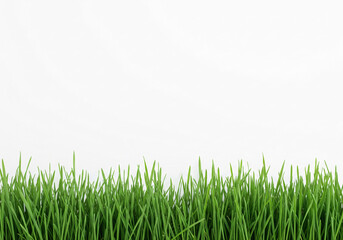 Obraz premium green grass isolated on white background