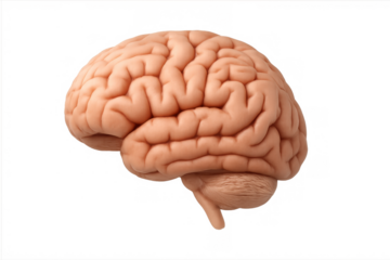 Human brain on transparent background representing intelligence, learning, memory, and cognitive thought processes