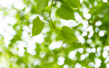 Background of nature green leaves
